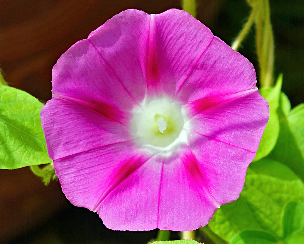 Pink Ipomoea purpurea flower with a white and yellow throat in sunlight