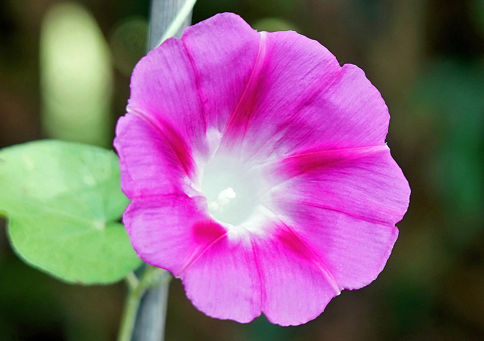 Pink Ipomoea purpurea flower with a white throat and stamen