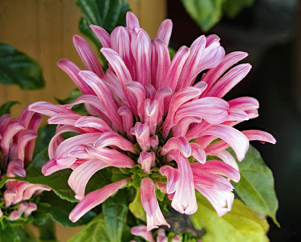 Justicia carnea inflorescence with pink flowers