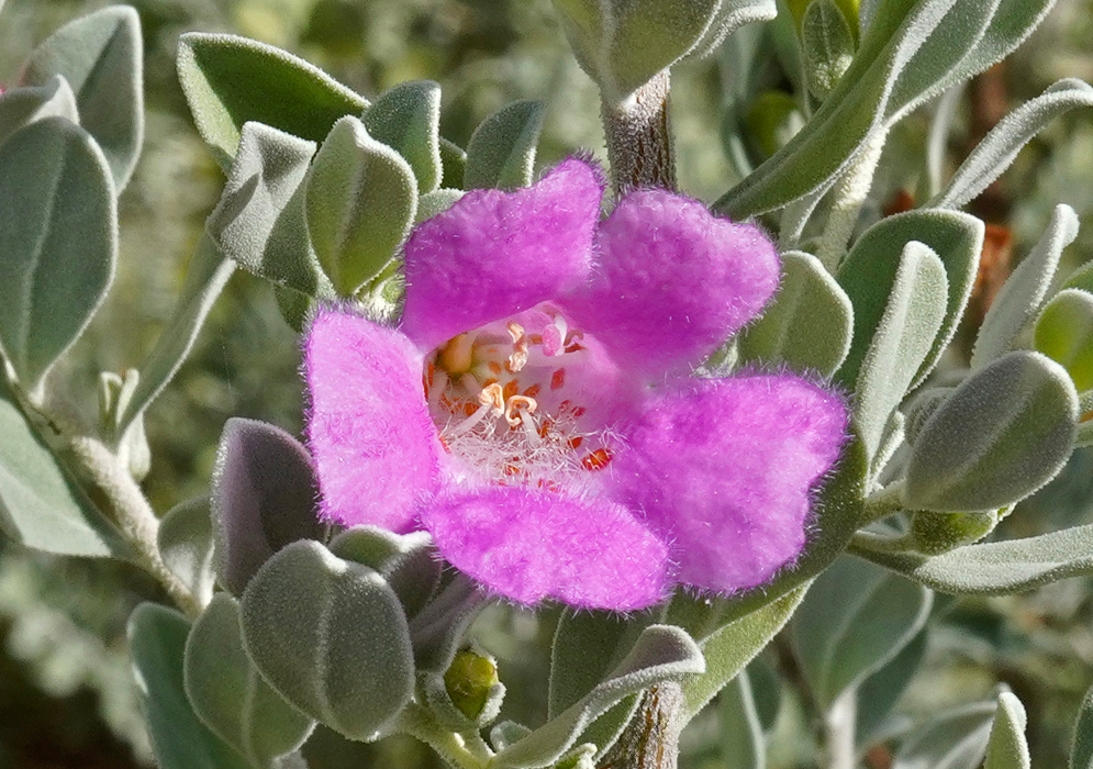 A single fuzzy pink flower of Leucophyllum frutescens surrounded by silvery green foliage