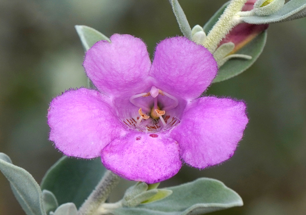 Vibrant pink Leucophyllum frutescens flower emerging from dense silvery foliage.