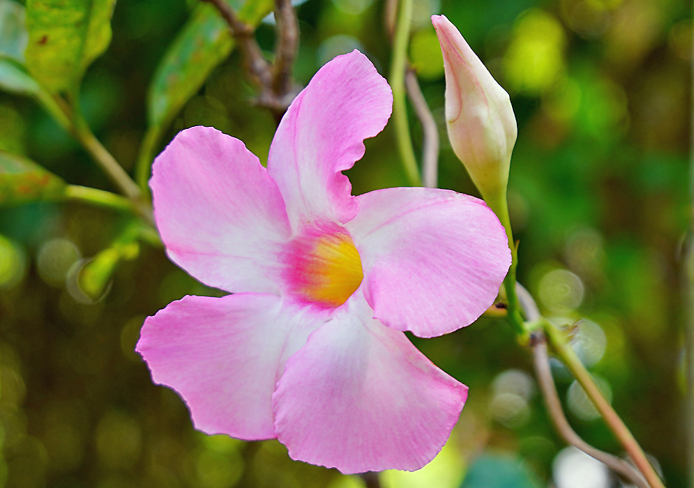 Mandevilla boliviensis pink flower with a yellow throat