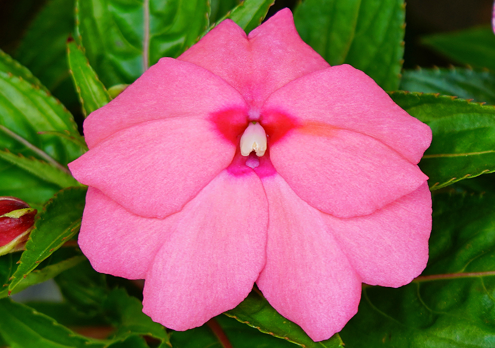 Pink Impatiens hawkeri flower with a red center