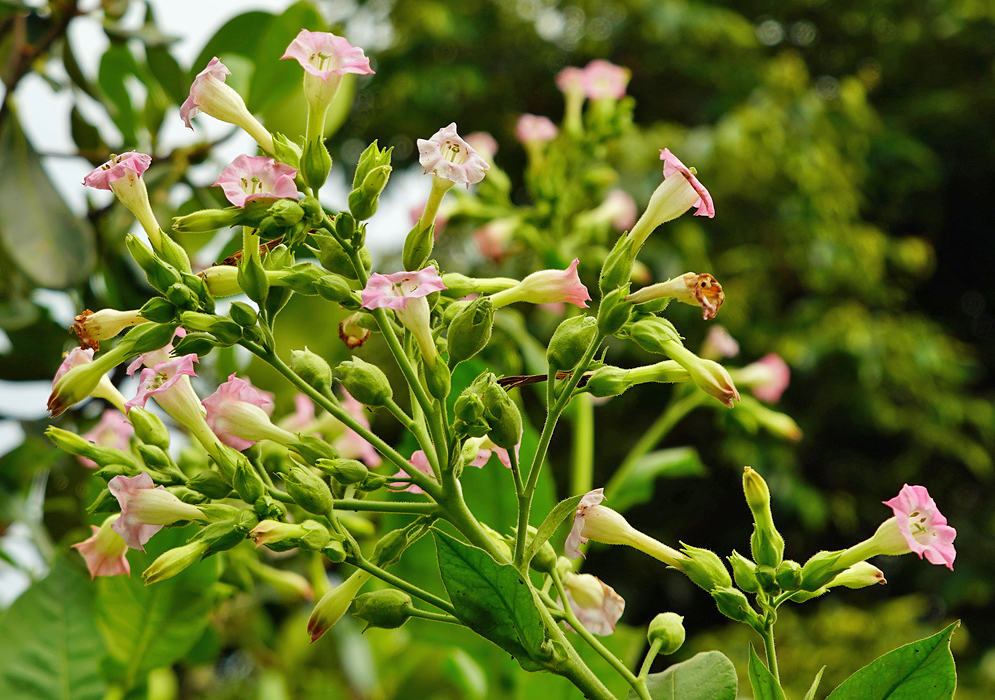 Pink Nicotiana tabacum flowers