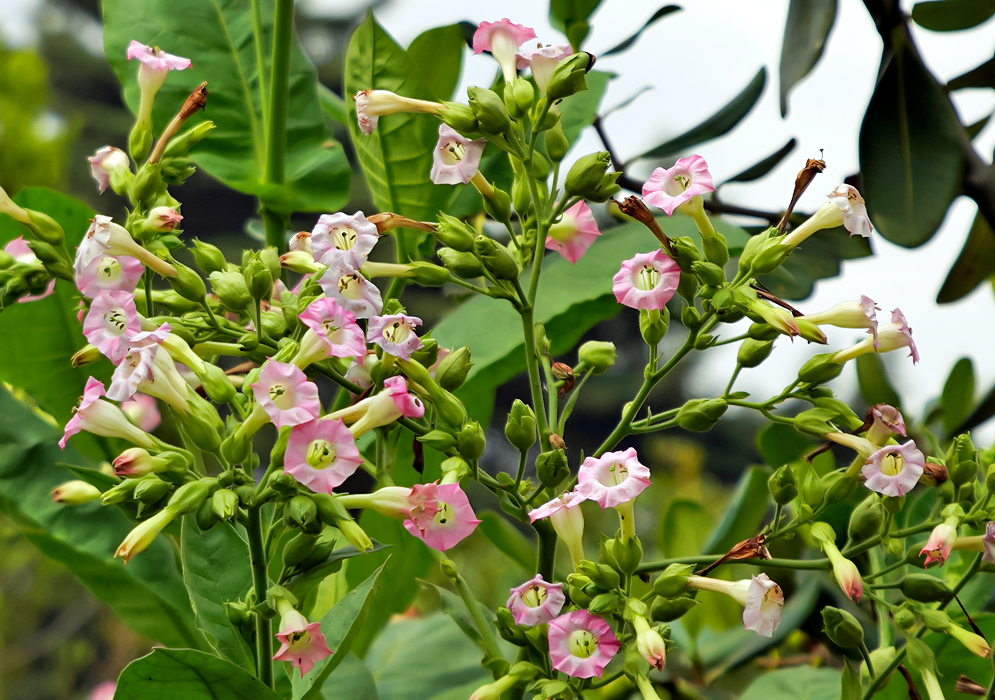 Nicotiana tabacum branchs with pink flower and green buds