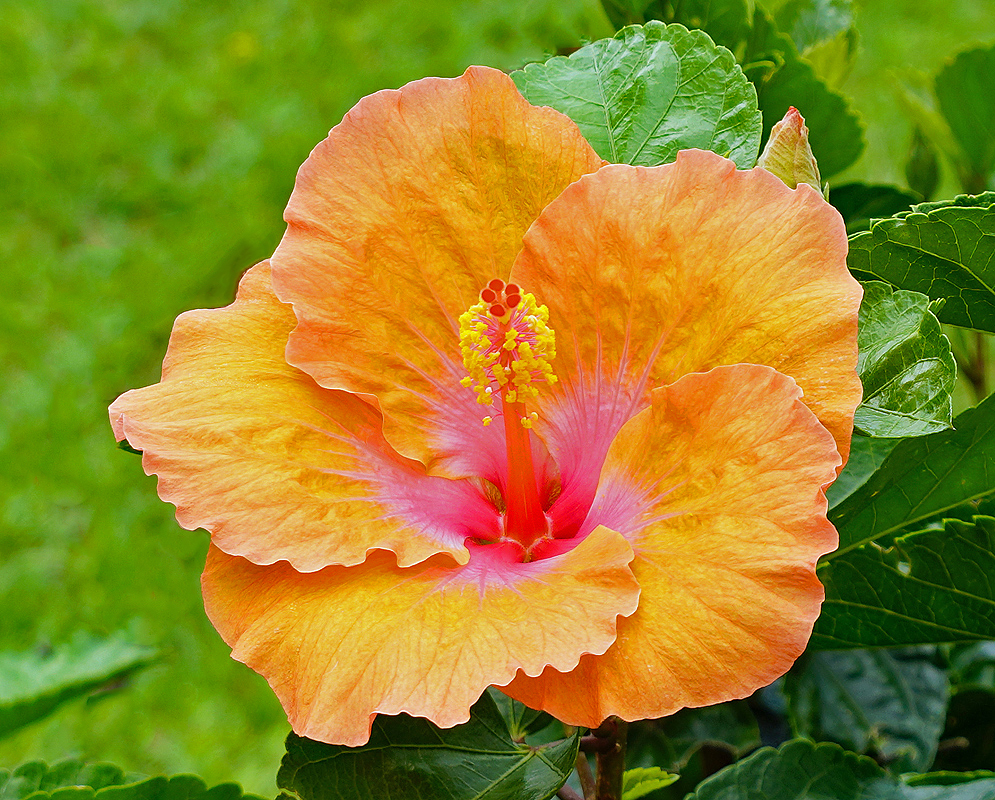 An orange Hibiscus rosa sinensis flower with a pink center and yellow anthers
