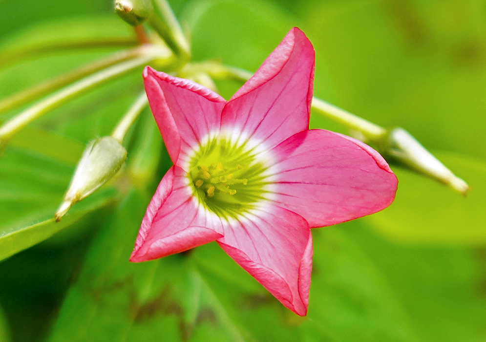Pink Oxalis tetraphylla flower with a yellow and green center