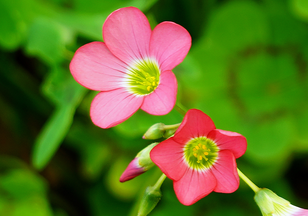 Oxalis tetraphylla Pink flowers with yellow anthers