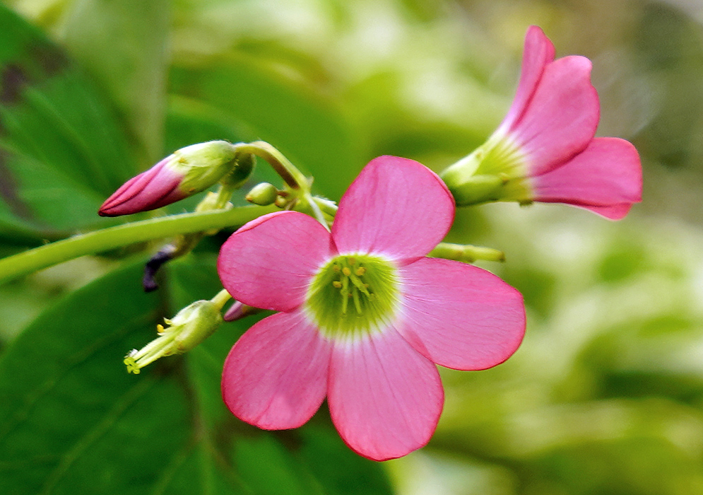 Pink Oxalis tetraphylla flower with a green and yellow center