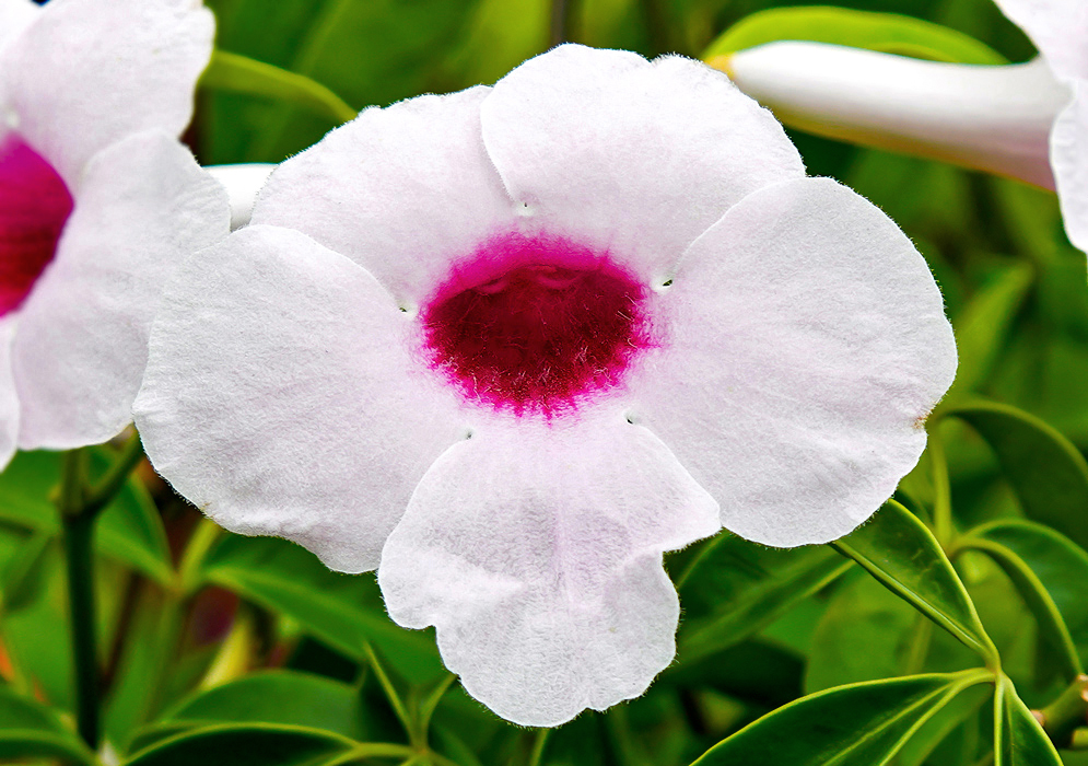 Pandorea jasminoides white flower with a dark pink throat