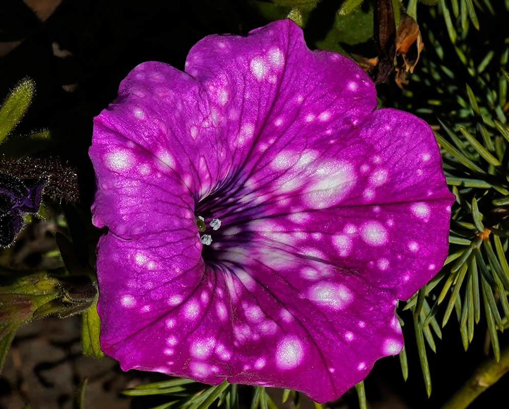 Magenta Petunia × atkinsiana flower with a purple center