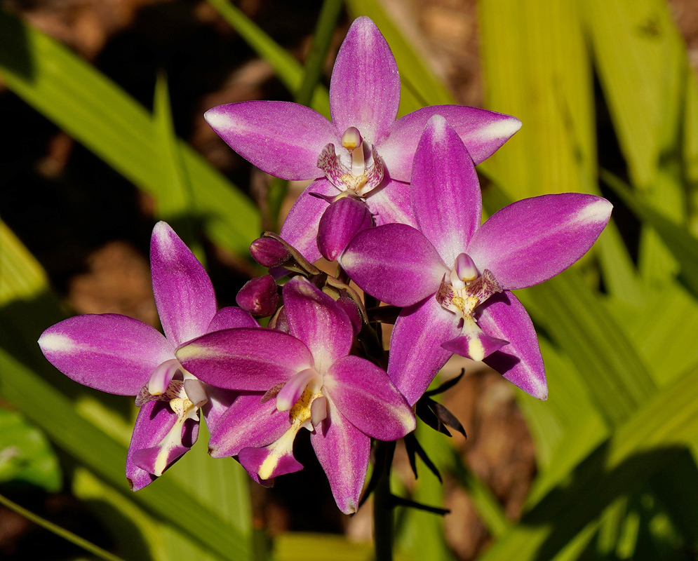 A bright group of pink Spathoglottis plicata orchid flowers with pointed petals and subtle white markings at the tips, set against sunlit foliage