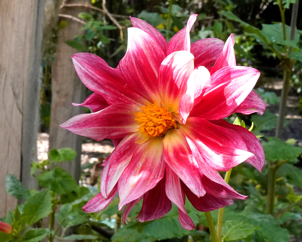 Dahlia pinnata Pink and Red Bloom A radiant Dahlia pinnata flower with vivid pink and red petals streaked with white, surrounding a golden-yellow center
