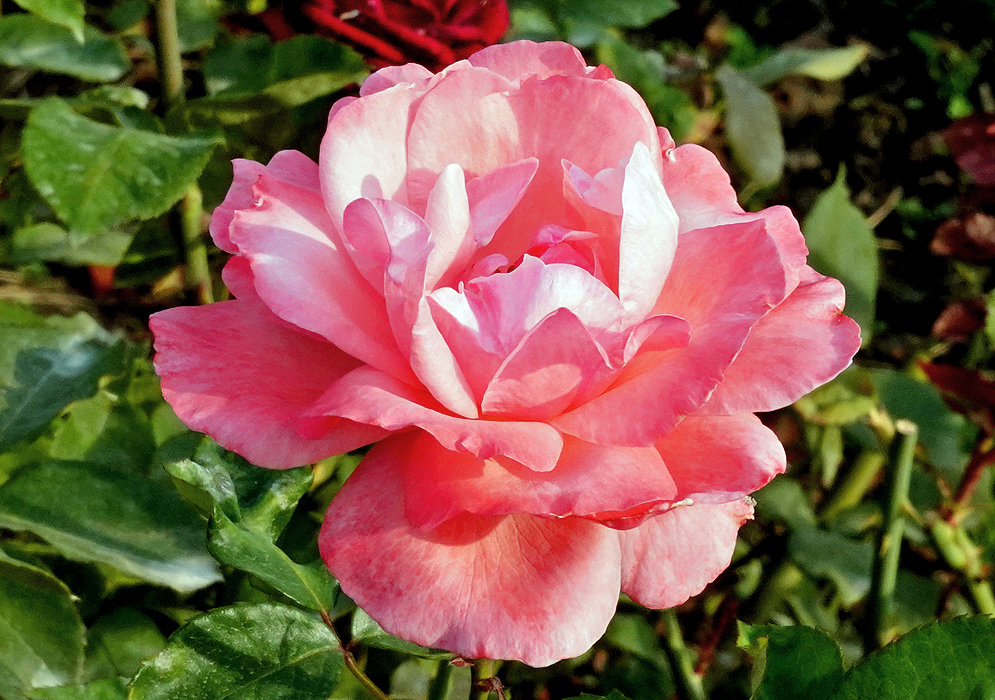 A pink Rose glowing in sunlight