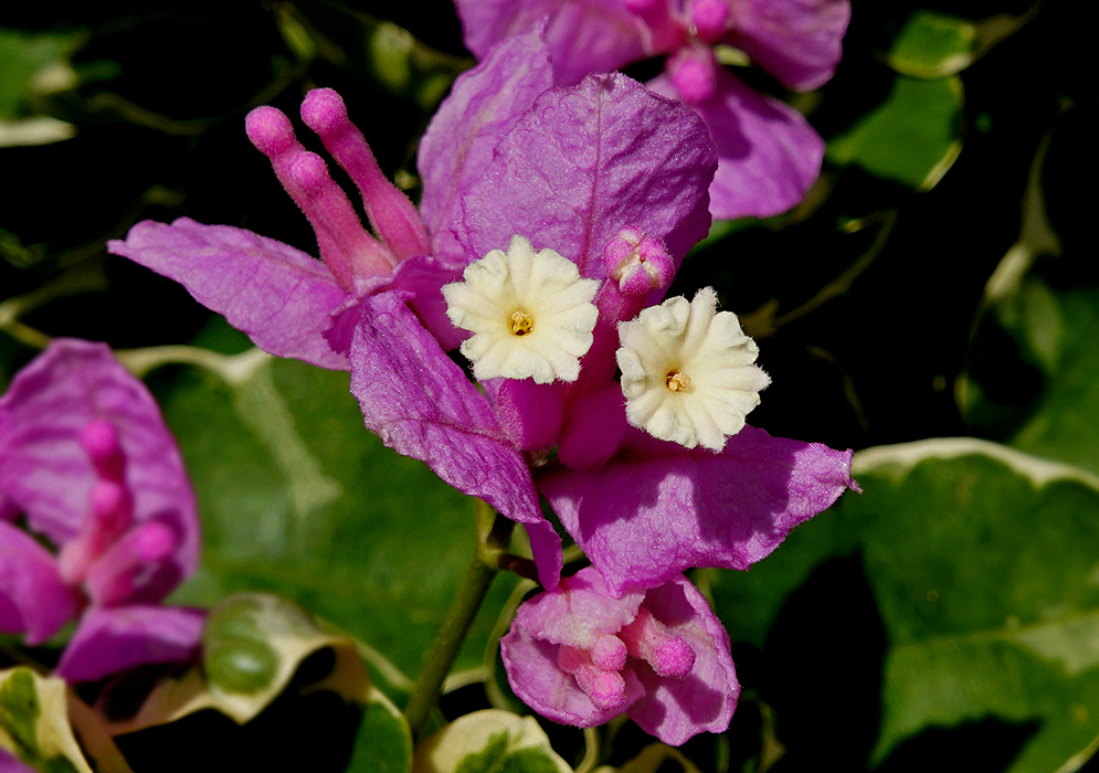 Two white Bougainvillea flowers and pink bracts