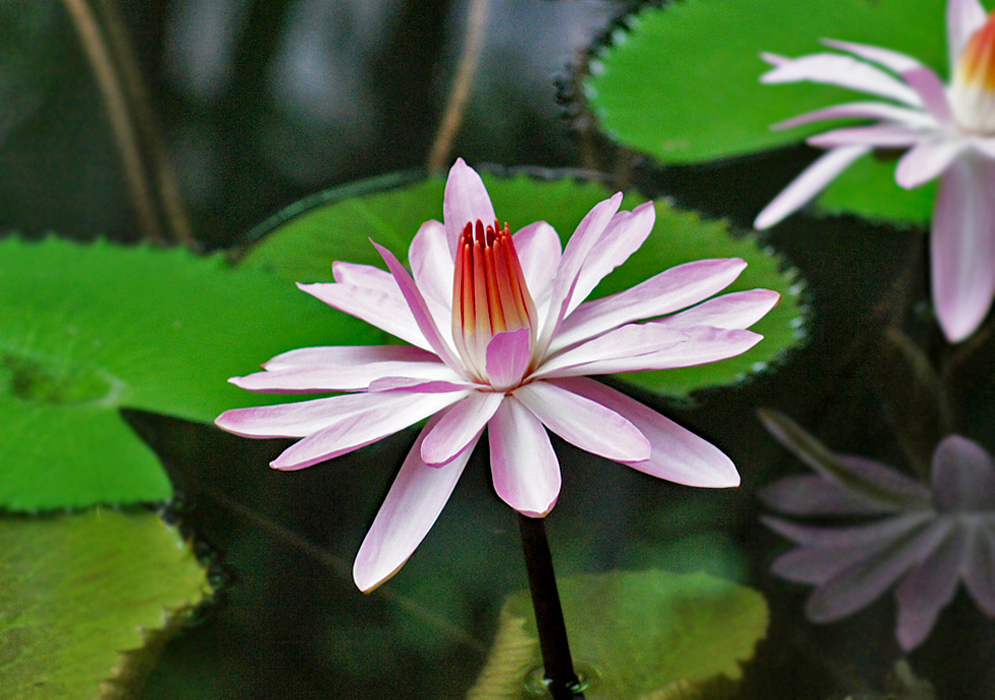 Pink Nymphaea lotus flower with orangish yellow stamens
