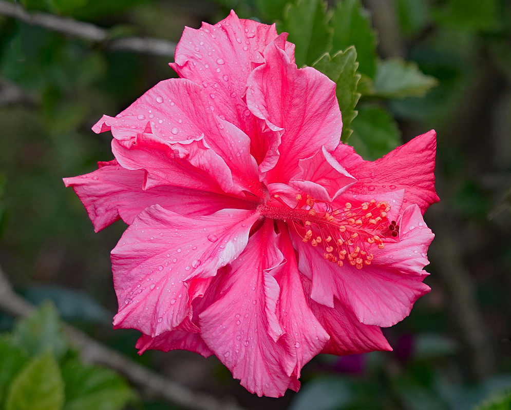 Pink double Hibiscus rosa sinensis flower covered in raindrops