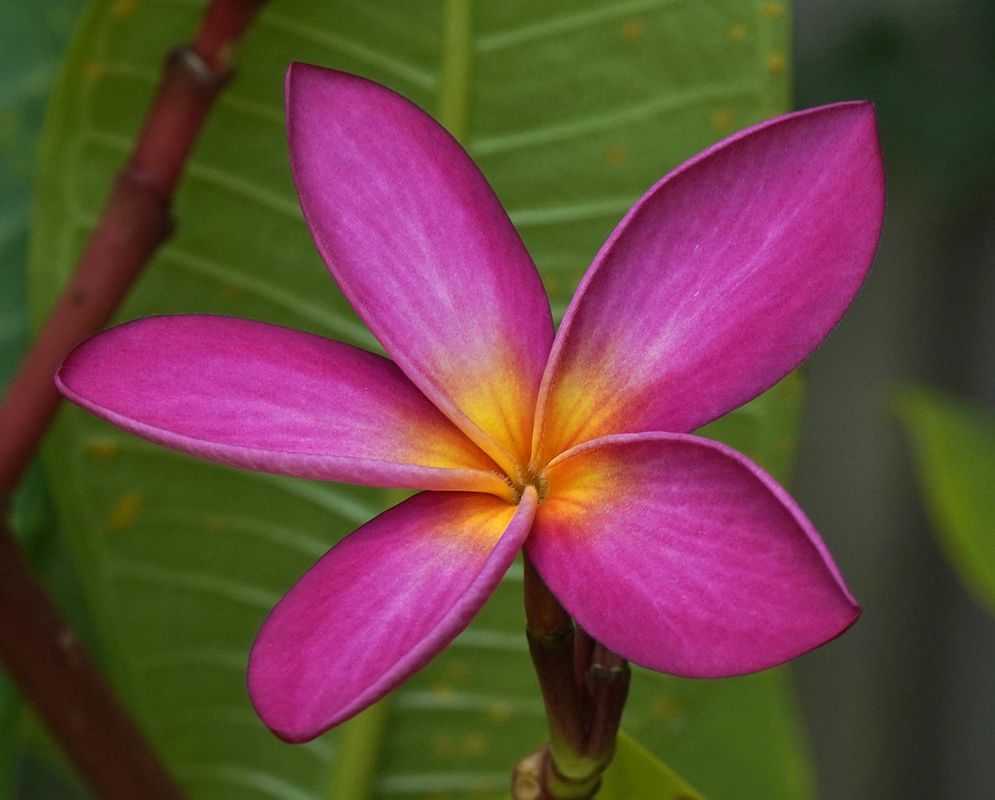 Red, pink, and yellow Plumeria rubra flowers