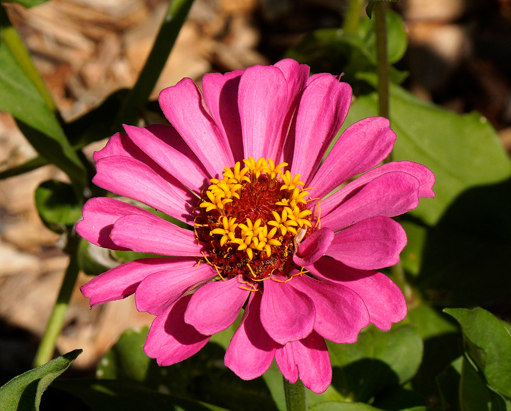 Zinnia elegans pink double flower with a yellow center