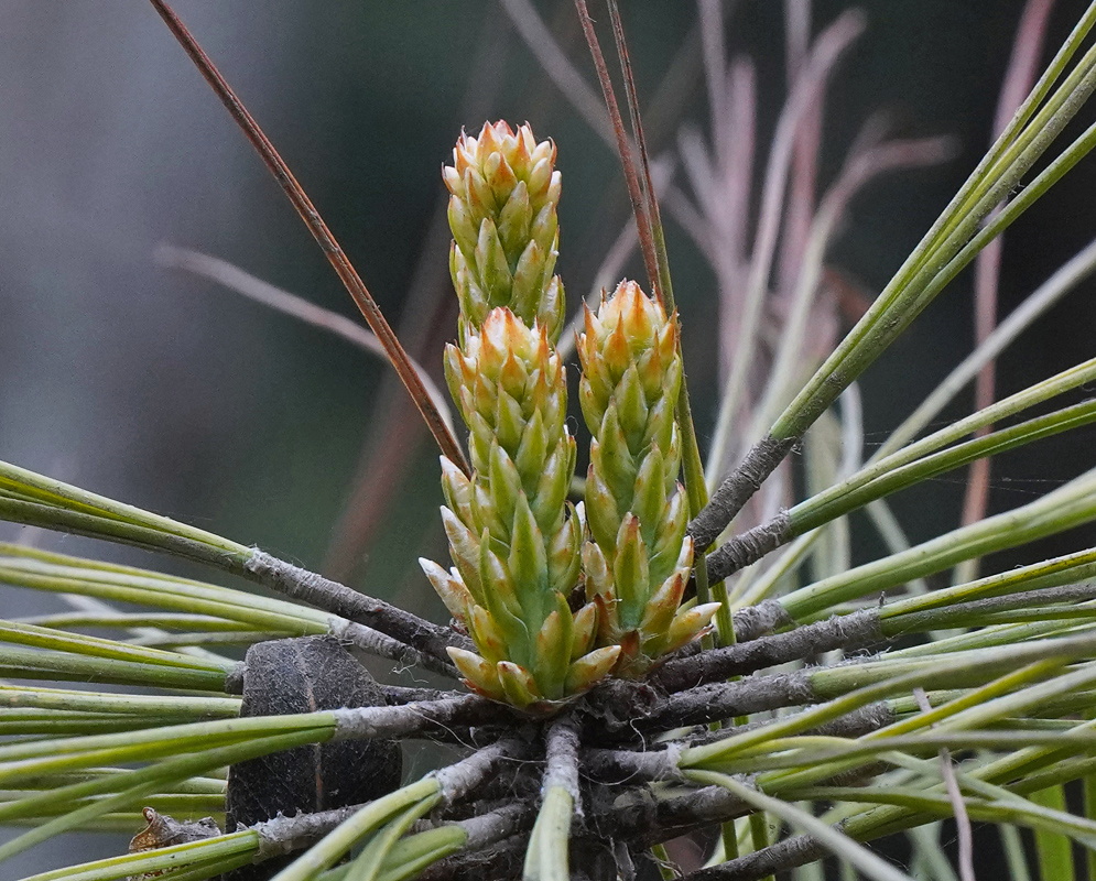 Pinus kesiya developing upright cones surrounded by long narrow needles in bundles