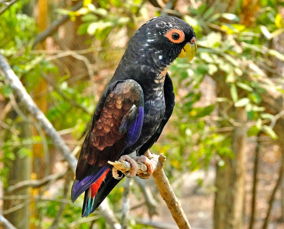 A dark Pionus chalcopterus with orange around the eye, a yellow peak and a red rumb and a few blue feathers