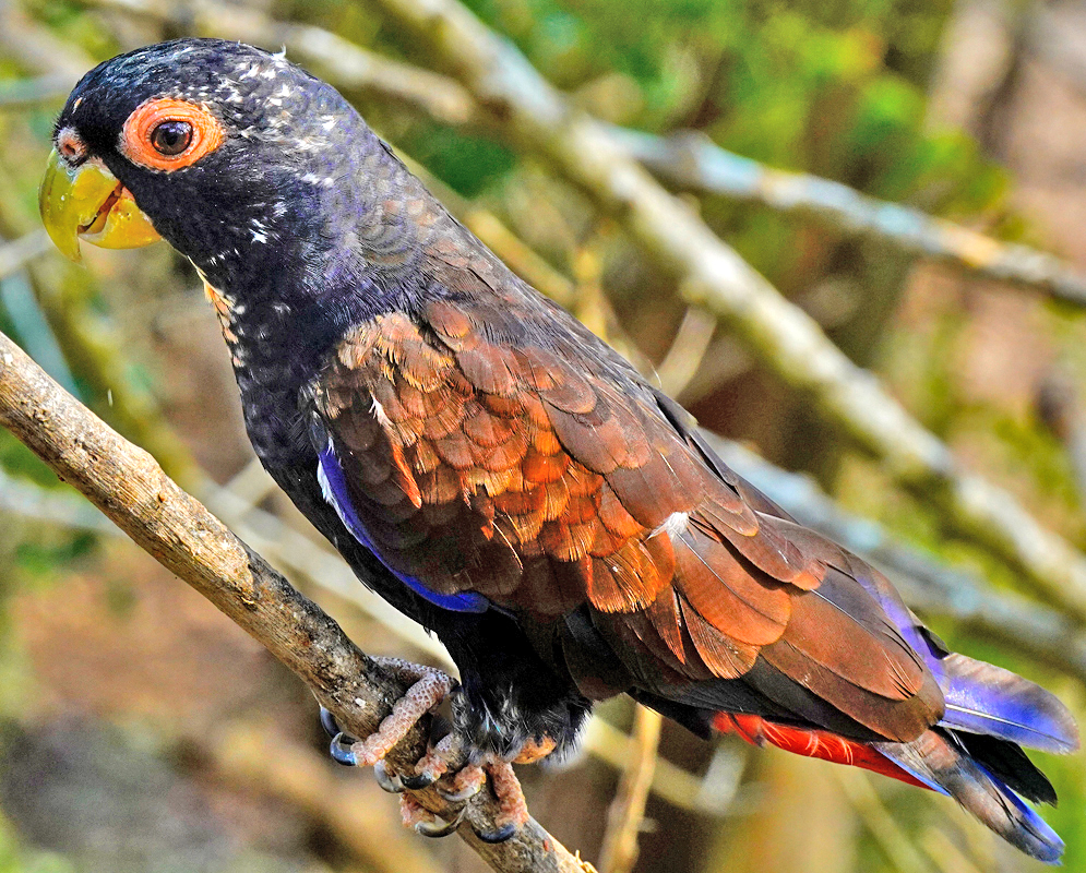 A dark and rust-orange Pionus chalcopterus with orange around the eye, a yellow peak and a red rumb and a few blue feathers 