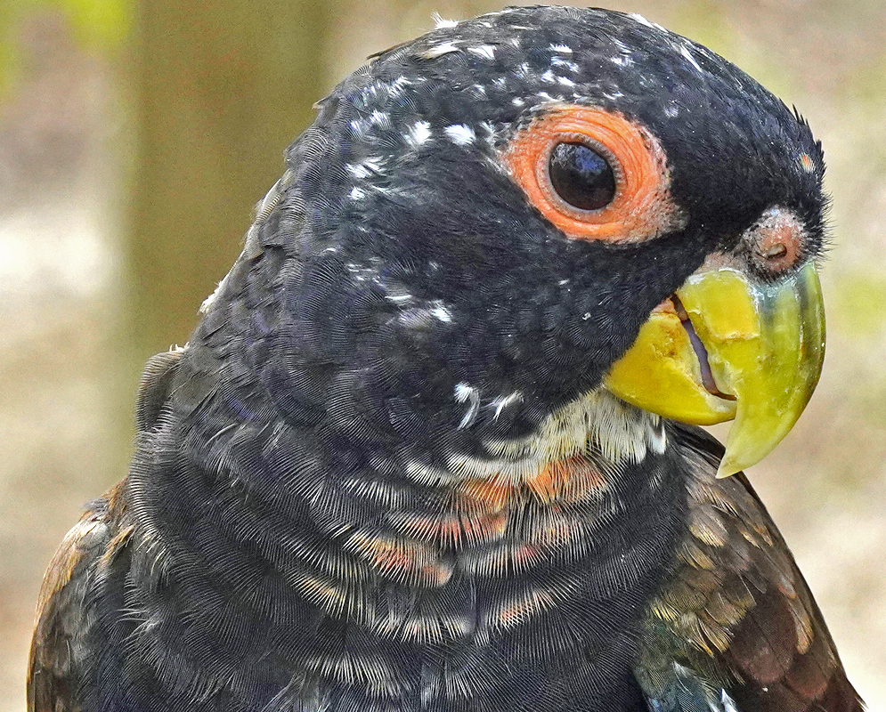 Pionus chalcopterus with orange around the eye and a yellow beak