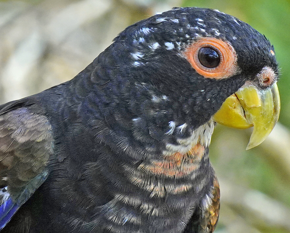 Pionus chalcopterus with orange around the eye and a yellow beak