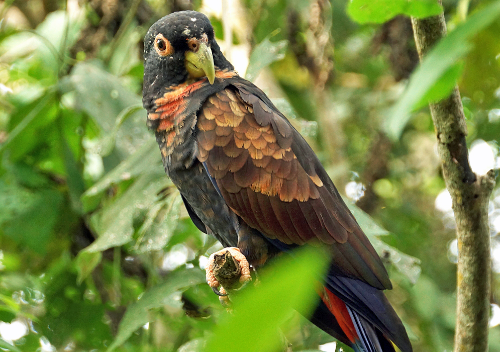 Pionus chalcopterus black and orange bird 