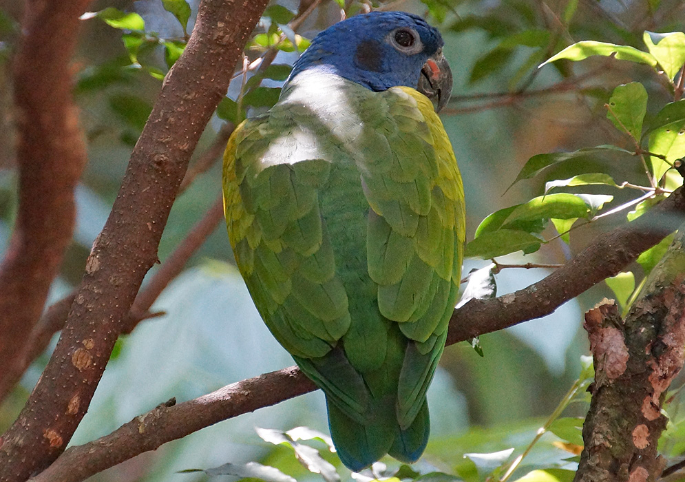 Pionus menstruus blue and green bird 