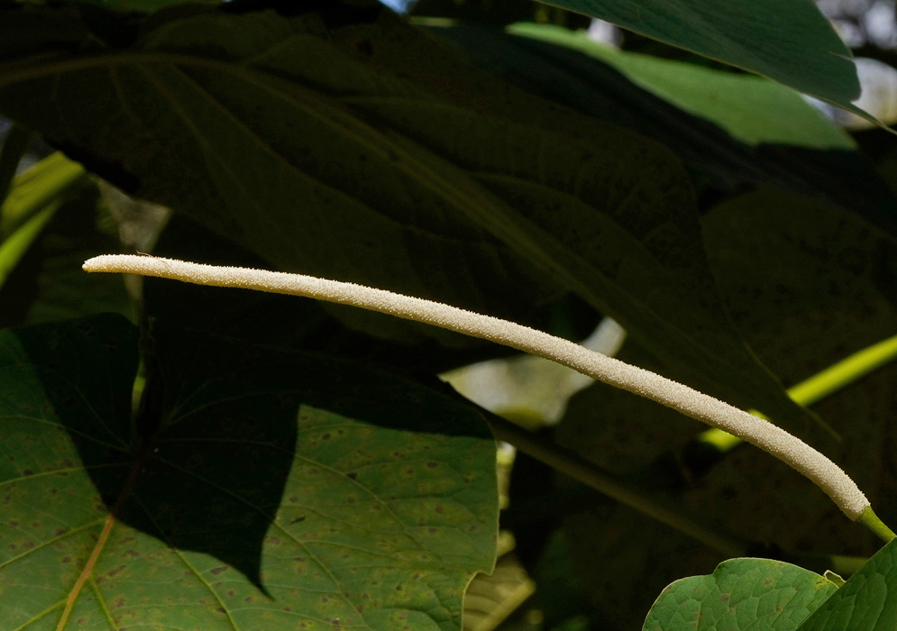 Piper auritum long cream flower spike extending beneath a large heart shaped leaf