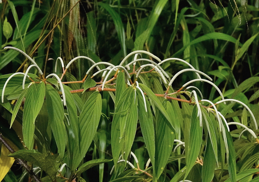 Piper friedrichsthalii narrow veined leaves with multiple long pale curved flower spikes
