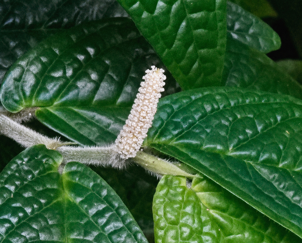 Piper garagaranum pale upright flower spike surrounded by strongly veined glossy leaves