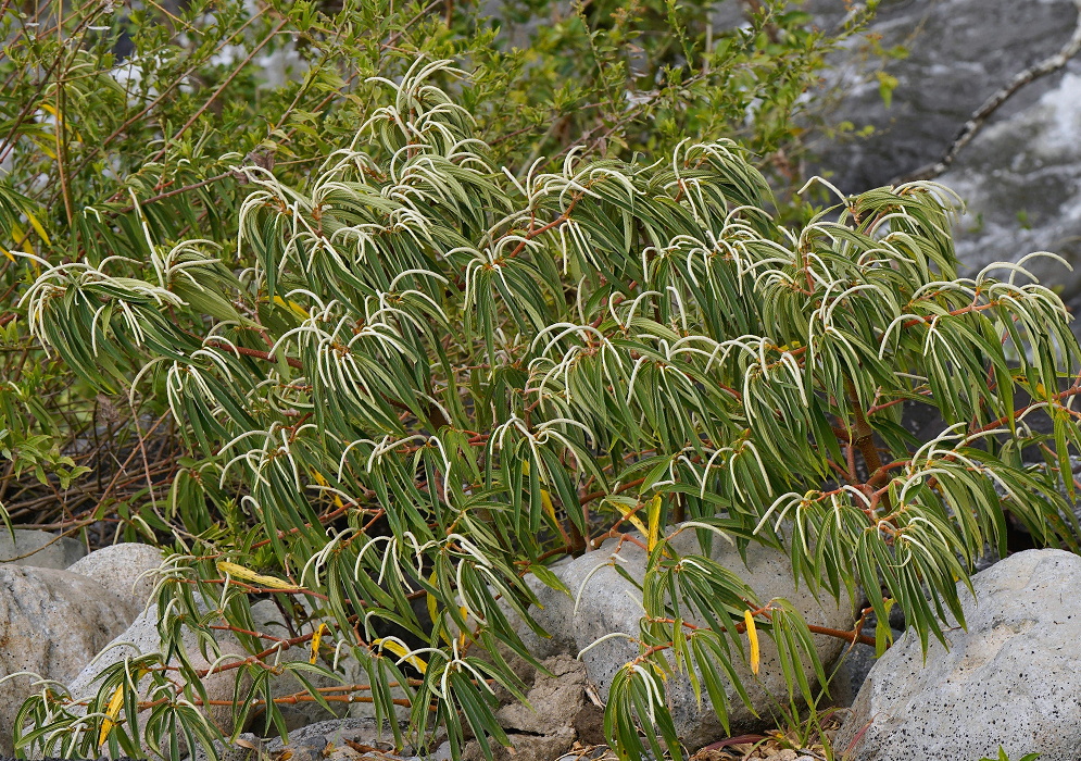 Piper linearifolium clump of long narrow arching leaves with pale lengthwise veins