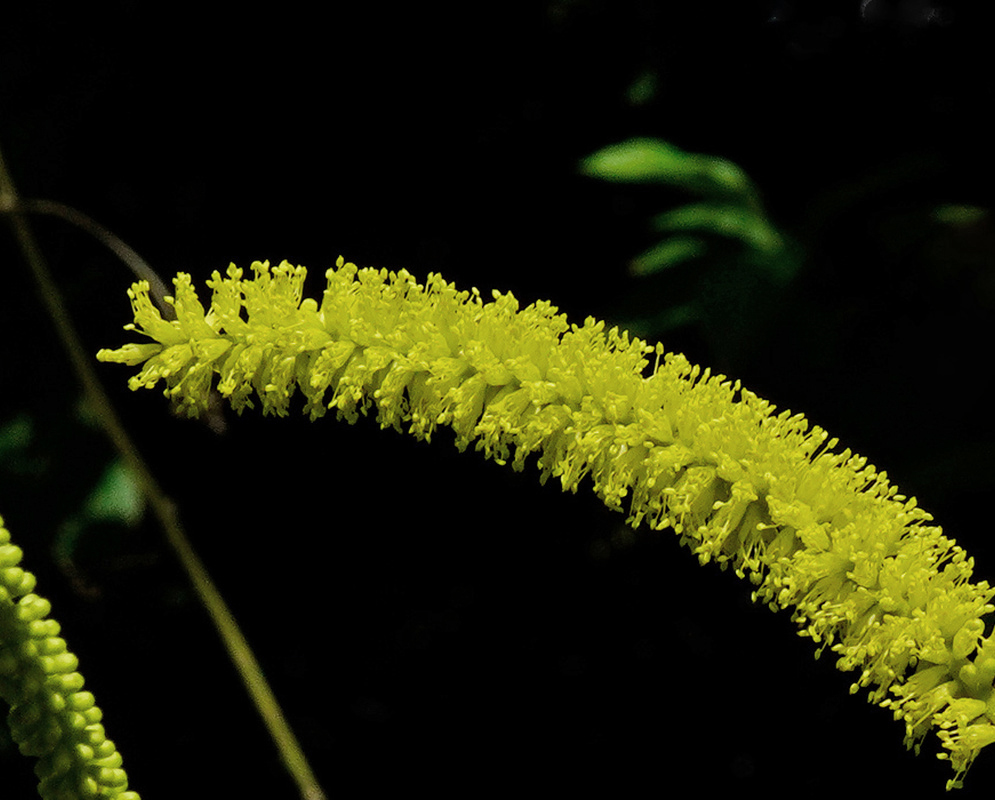 Piptadenia retusa dense yellow green cylindrical flower spike against a dark forest background
