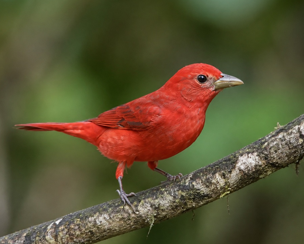 Piranga rubra Bright Red A Piranga rubra male perched with bright red plumage covering the body