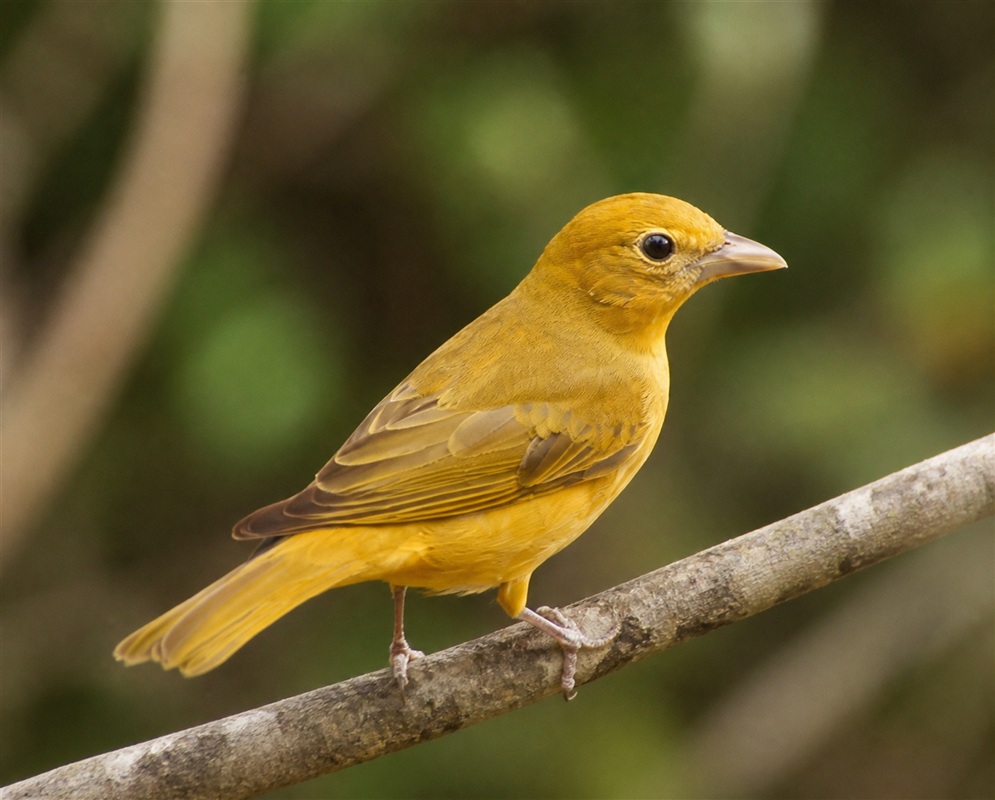 Piranga rubra Female Brown Yellow A Piranga rubra female perched with brown-yellow plumage and a sturdy bill visible