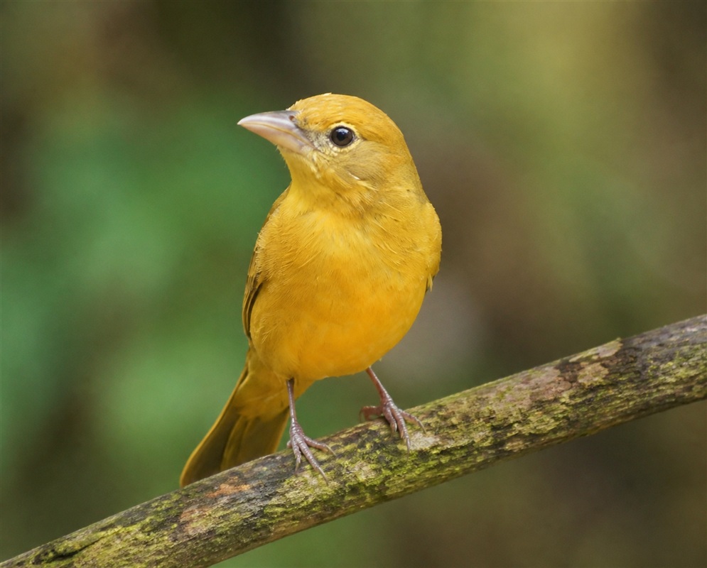 Piranga rubra Female Close Up A Piranga rubra female in a close portrait showing her face, bill, and yellow plumage