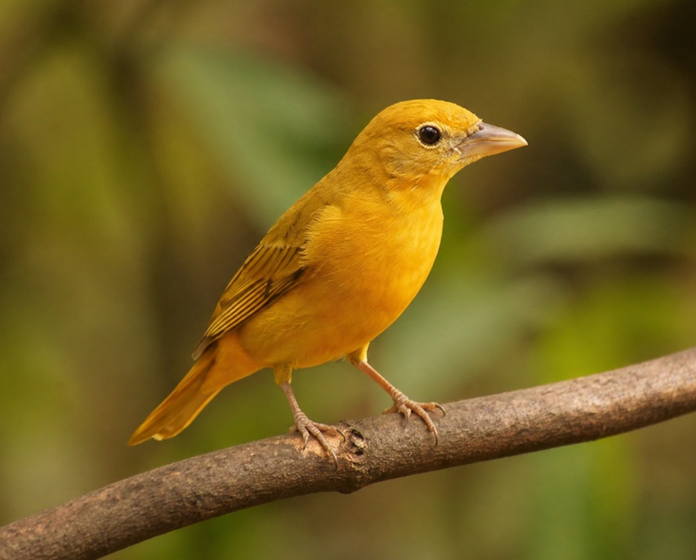 Piranga rubra Female Orange Yellow A Piranga rubra female perched with orange-yellow plumage and folded wings visible