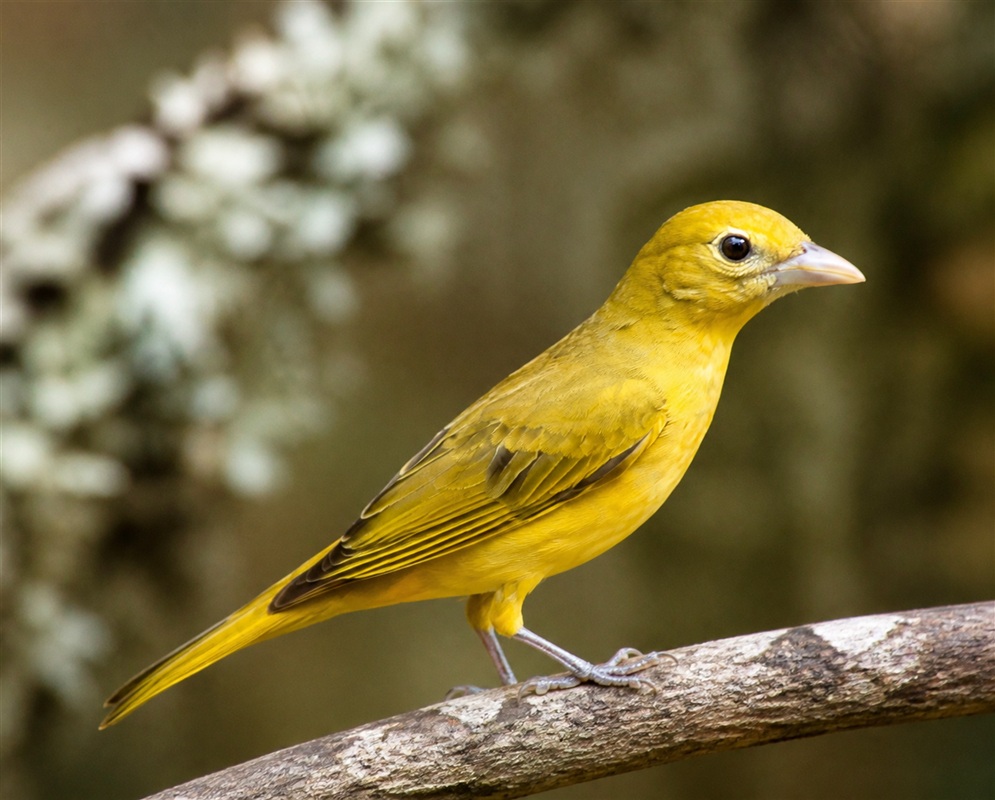 Piranga rubra Female Yellow Green A Piranga rubra female perched with yellow-green plumage and a pale bill visible