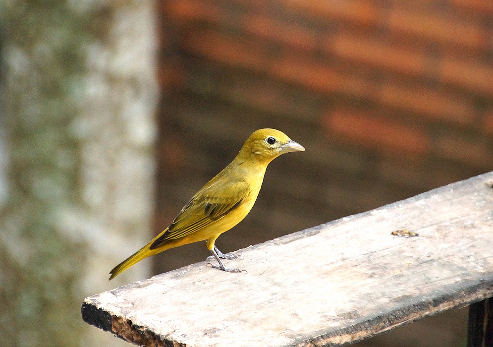 Cadmium-yellow Summer Tanager standing on a wooden table