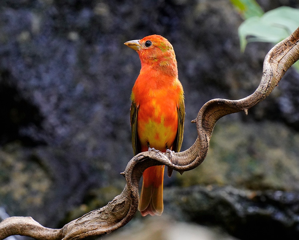 Piranga rubra Full Body A Piranga rubra shown in a full-body view with its plumage and body shape visible