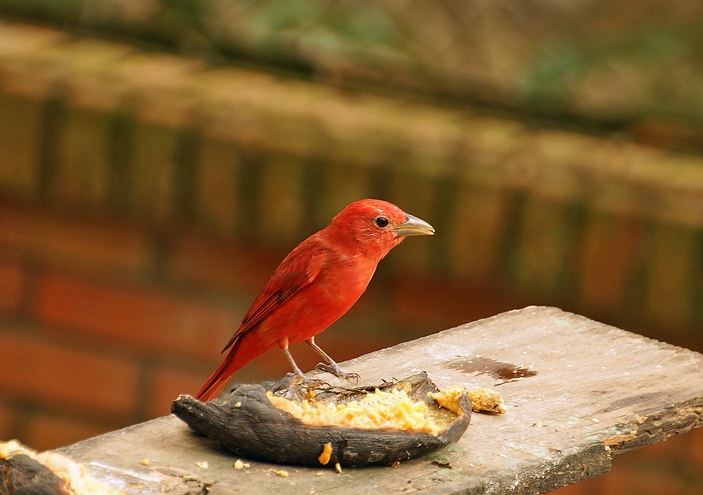 Scarlet and lionel-gold Summer Tanager standing on a wooden table eating plantain