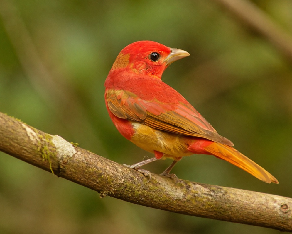Piranga rubra Orange Plumage A Piranga rubra male perched with orange-red plumage and folded wings visible