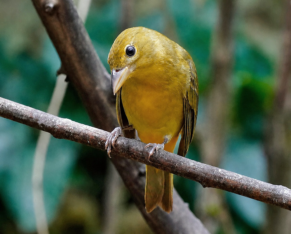 Piranga rubra Perched A Piranga rubra perched with its plumage and characteristic features visible