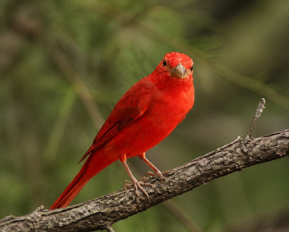 Piranga rubra Red Front View A Piranga rubra red male facing forward with his breast, face, and bill visible