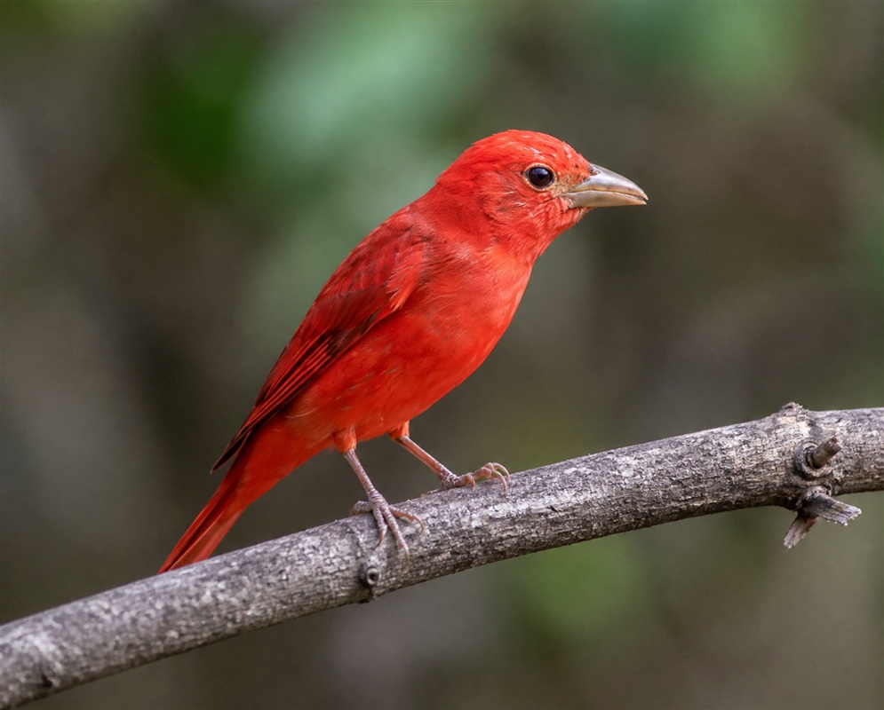 Piranga rubra Red Perched A Piranga rubra red male perched with his body plumage and sturdy bill visible