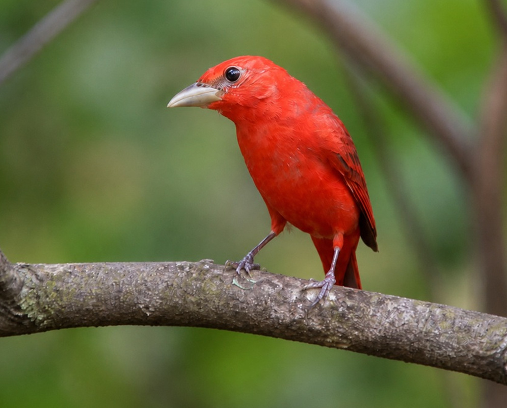 Piranga rubra Red Side View A Piranga rubra red male perched in profile with his wing and facial features visible