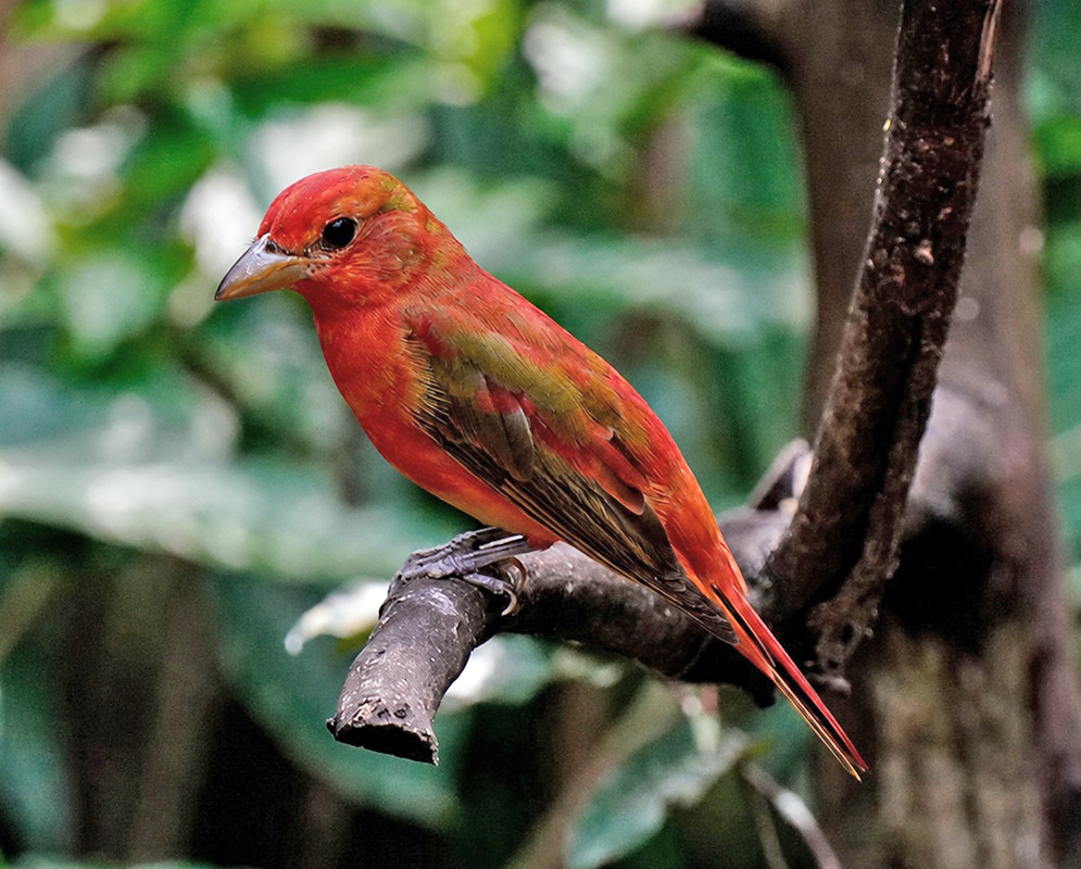 Piranga rubra Side View A Piranga rubra perched in profile with its side plumage and bill visible