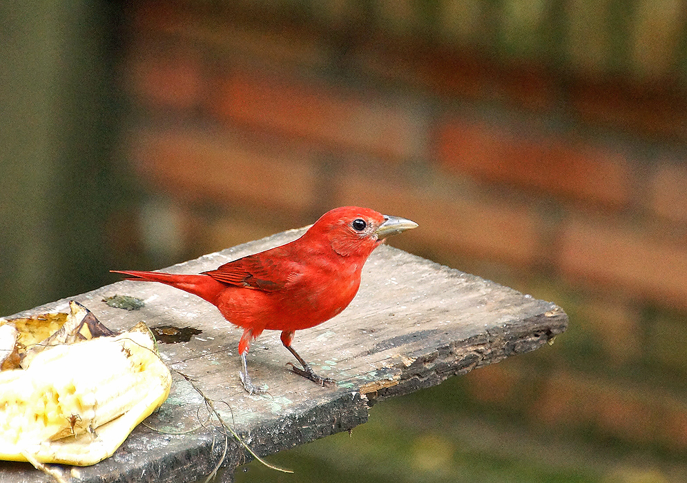 Scarlet and lionel-gold Summer Tanager about to fly